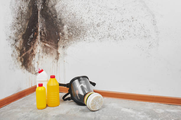 Best DIY Mold Remediation Support Services in Big Lake, WA