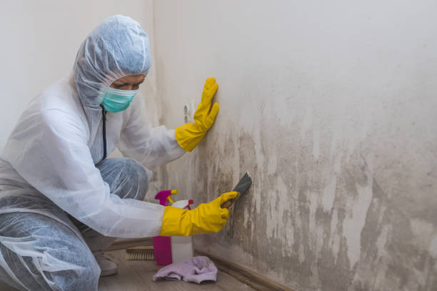 Best DIY Mold Remediation Support Services in Big Lake, WA