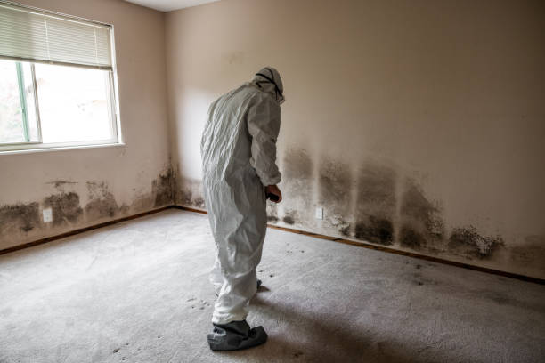 Professional Mold Remediation in Big Lake, WA