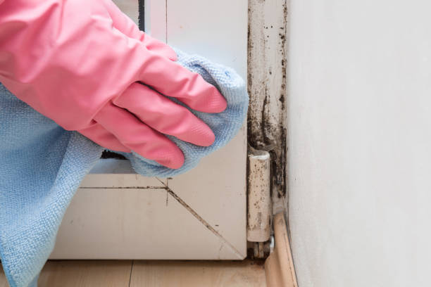 Best Basement Mold Remediation in Big Lake, WA
